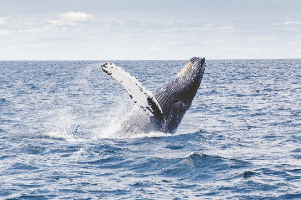 A Comprehensive Travel Guide to Reykjavik and Whale Watching
