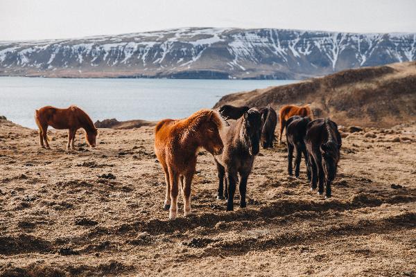 An Equestrian Adventure in Reykjavik: A Guide to the Icelandic Horse Experience