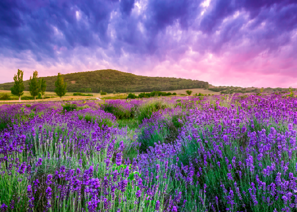 A Grand Tour of France: Paris, Dijon, Lyon, Arles & Provence