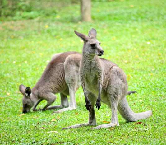 A Comprehensive Travel Guide to Southern Tasmania, Australia