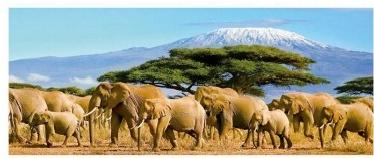 A Comprehensive Travel Guide to Kenya: Nairobi, Amboseli, Maasai Mara & Beyond