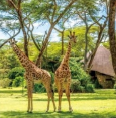 Ultimate Travel Guide: Nairobi, Aberdare, Lake Naivasha, Masai Mara, Serengeti, Ngorongoro, Amboseli