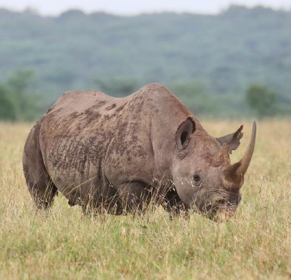 A Comprehensive Travel Guide: Nairobi to Maasai Mara via the Laikipia Plateau